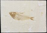 Bargain Diplomystus Fossil Fish - Wyoming #41133-1